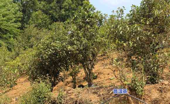 2022年钉钯山普洱茶-钉钯和钉耙的区别