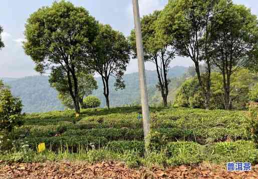 2022年钉钯山普洱茶-钉钯和钉耙的区别