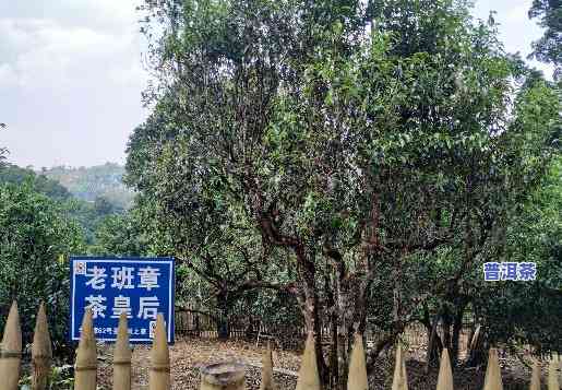 古树老班章味道，探寻古树老班章的味道：一场味觉的旅行