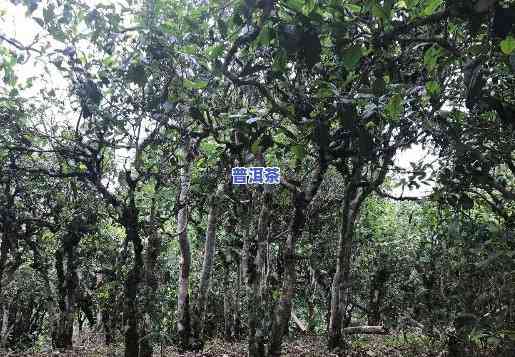 古树老班章味道，探寻古树老班章的味道：一场味觉的旅行