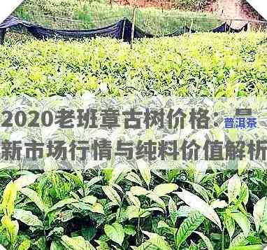 2020老班章古树纯料最新价格走势