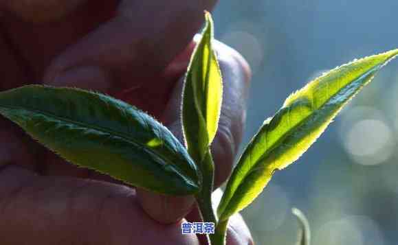 普洱春茶与秋茶叶子的区别，揭秘普洱春茶与秋茶叶子的差异，你熟悉吗？