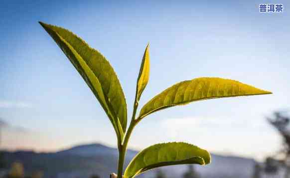 普洱春茶和秋茶，品味四季之韵：探索普洱春茶与秋茶的风味差异