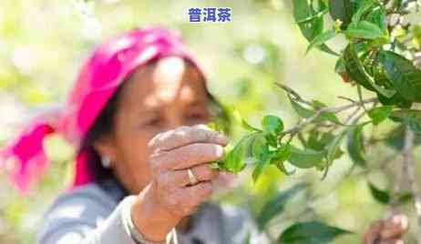 普洱春茶与秋茶差别有多大？详解两者的不同之处