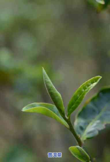 普洱春茶与秋茶有何区别？哪种更适合饮用？