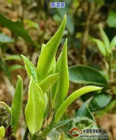 普洱春茶与秋茶有何区别？哪种更适合饮用？