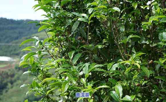 野生茶普洱茶为何呈黑色？是生茶还是熟茶？