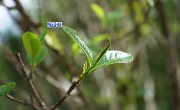 野生茶普洱茶为何呈黑色？是生茶还是熟茶？