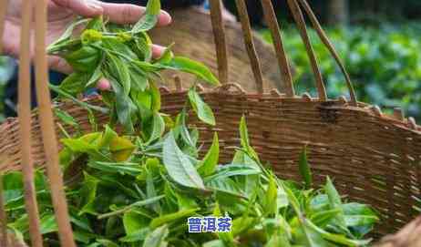 老普洱茶：熟茶与生茶的区别及口感对比