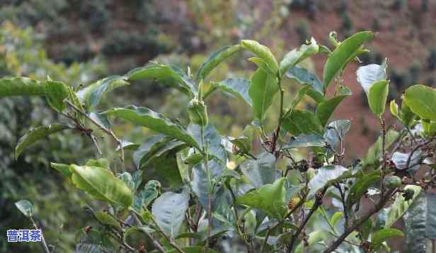 百年普洱茶树图片，珍贵的百年普洱茶树：欣赏其美丽图片