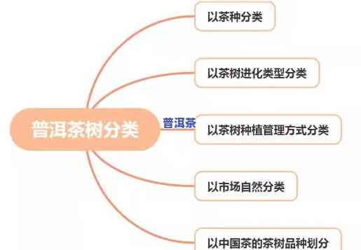 制作普洱茶的树种有哪些种类？详解及图片展示