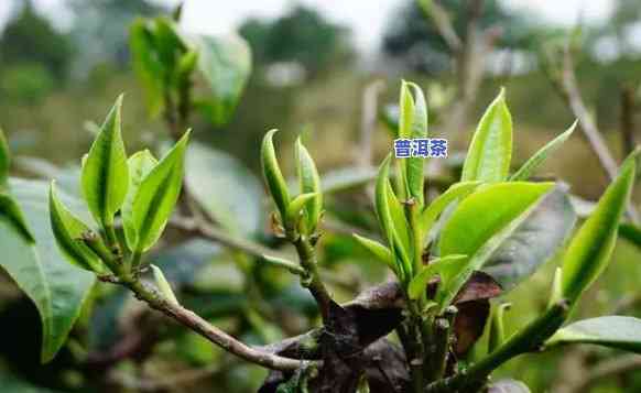 制作普洱茶的树种有哪些图片，探究普洱茶的起源：揭秘制作普洱茶所用树种的图片大全