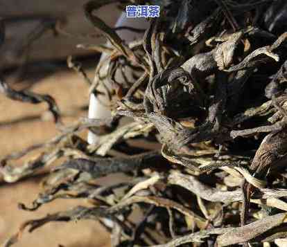 普洱茶前身是什么茶，探秘普洱茶的前世今生：它源自哪种茶叶？