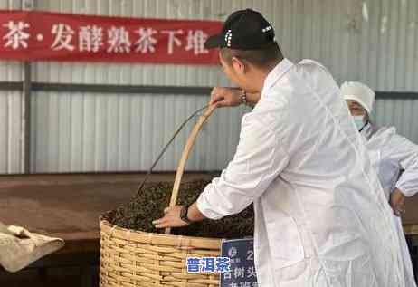 探究老班章茶王树树龄：揭秘最古老茶树的秘密