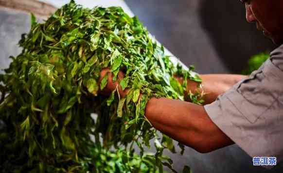 云南颖云茶厂，探索云南特色：颖云茶厂的茶叶制作工艺与文化传承