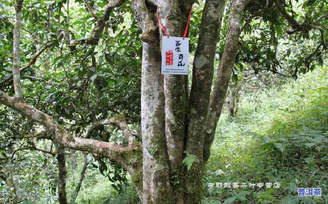 老班章村的古茶树价格：千年古树及茶厂全解析