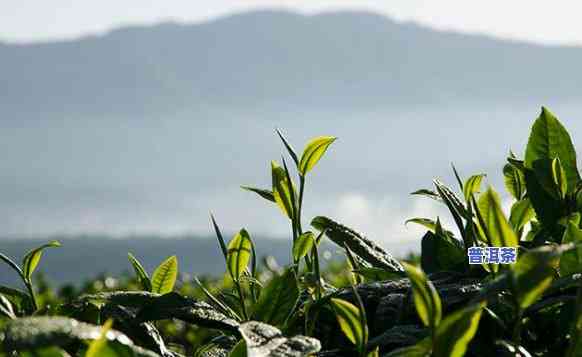 探索全球普洱茶产地：普洱茶生产地究竟在哪里？