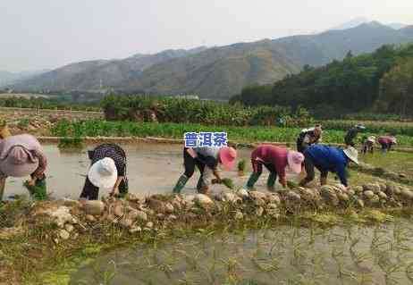 普洱茶可以代替水喝吗，普洱茶能否替代日常饮水？探讨其优缺点与适宜人群