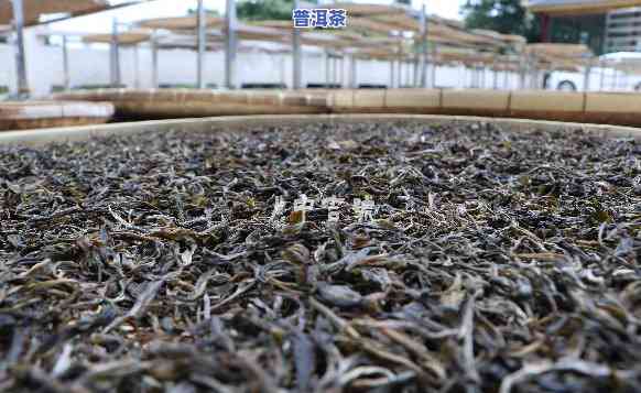 大益普洱茶的储存环境和气候请求，掌握大益普洱茶的储存之道：环境与气候请求详解