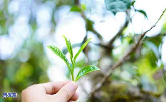 普洱茶春茶，品味春天的味道：探索普洱茶春茶的口感与文化