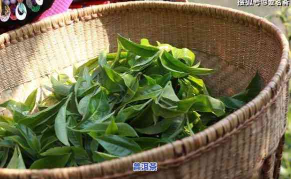 春茶普洱茶茶叶的特点，探秘春茶普洱茶的特别魅力：特点解析