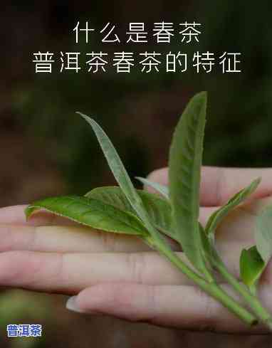 春茶普洱茶茶叶的特点，探秘春茶普洱茶的特别魅力：特点解析