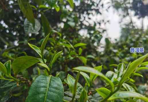 春茶普洱茶茶叶的特点，探秘春茶普洱茶的特别魅力：特点解析