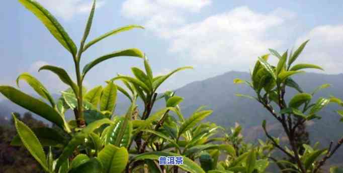 春茶普洱茶茶叶的特点，探秘春茶普洱茶的特别魅力：特点解析