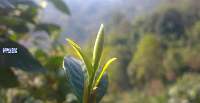 春茶普洱茶茶叶的特点，探秘春茶普洱茶的特别魅力：特点解析