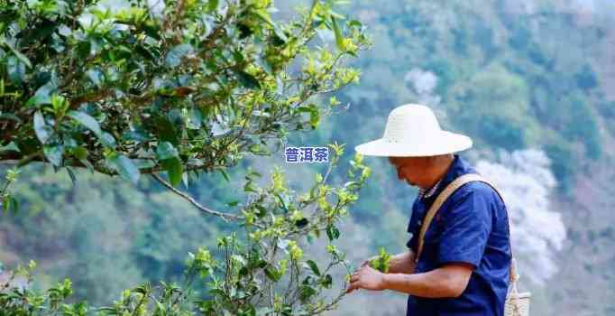 易武龙潭河古树茶，探秘云南古树茶园：易武龙潭河的神秘韵味