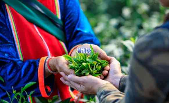 龙潭山普洱茶，探索传统茶文化：品尝龙潭山普洱茶的美妙之旅