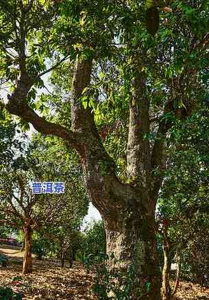 云南普洱茶猫耳朵：来源与命名时间探析