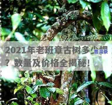 2021年老班章古树茶最新价格，2021年老班章古树茶最新价格揭晓，收藏爱好者必看！