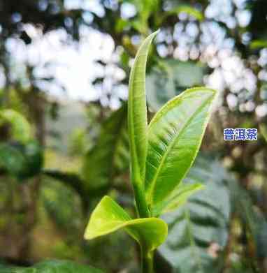 宫廷普洱茶产地在哪里啊-宫廷普洱茶产地在哪里啊图片