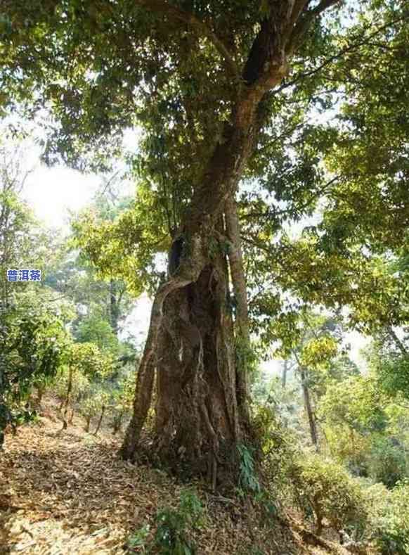 无量山古树普洱茶特点及价格，深度解析：无量山古树普洱茶的独特特点与市场价格