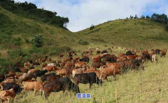 普洱黄牛交易市场，普洱黄牛交易市场：探索当地畜牧业的繁荣与活力