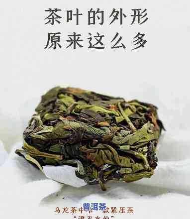 普洱茶茶魁是什么茶种啊视频，揭秘普洱茶中的王者：茶魁究竟是一种怎样的茶种？（视频）