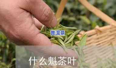 普洱茶茶魁是什么茶种啊-普洱茶茶魁是什么茶种啊图片