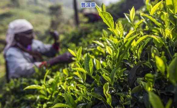 让普洱茶走向世界的茶叶-让普洱茶走向世界的茶叶有哪些