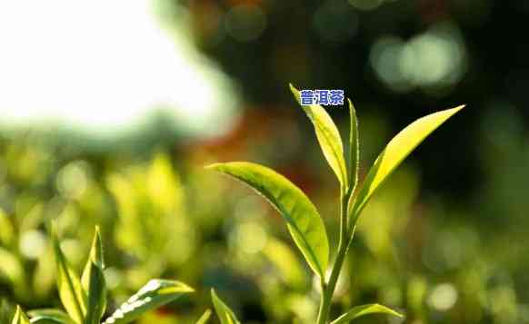 让普洱茶走向世界的茶叶-让普洱茶走向世界的茶叶有哪些