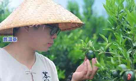 小青柑普洱茶养胃吗，探秘小青柑普洱茶的养胃功效