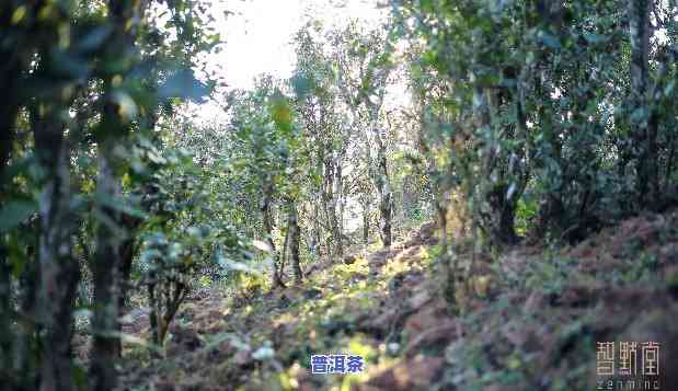 普洱茶古树的栽培与管理技术，探讨普洱茶古树的栽培与管理技术