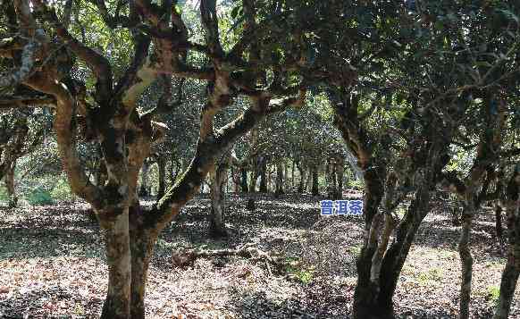 普洱茶古树概念时间，探索普洱茶古树的历史与文化：概念与时间线