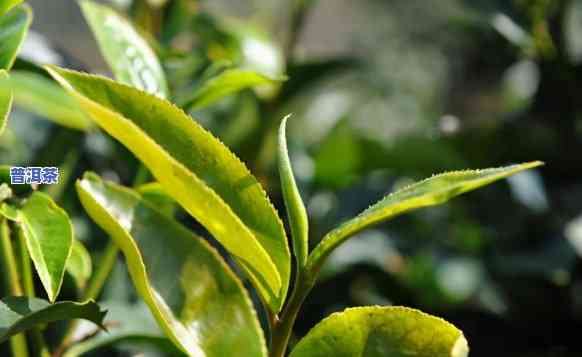 普洱茶的等级区分，解密普洱茶：从嫩芽到古树，了解不同等级的区别与特点