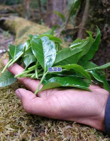 老班章不存在野生茶树吗，探究老班章普洱茶：是不是真的存在野生茶树？