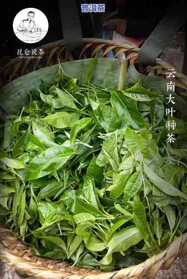 为什么云南茶都是普洱茶-为什么云南茶都是普洱茶呢