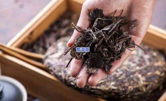 老白茶和普洱哪个好一点，老白茶与普洱茶的比较：哪个更好？