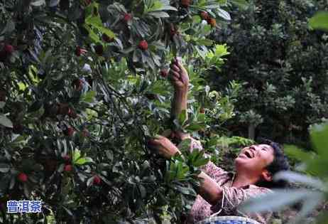 云南普洱茶：各山头茶品种全览与名称图示