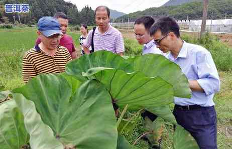 云南普洱茶：各山头茶品种全览与名称图示