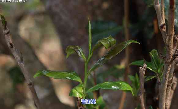 普洱茶芽叶梗代表香气叶-普洱茶芽叶梗代表香气叶子吗